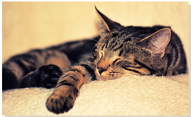 Image of a cat sleeping